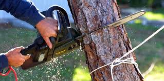 How Our Tree Care Process Works  in  Massanutten, VA