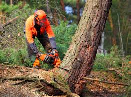 Best Tree Trimming and Pruning  in Massanutten, VA