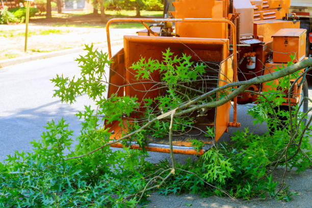 Tree and Shrub Care in Massanutten, VA