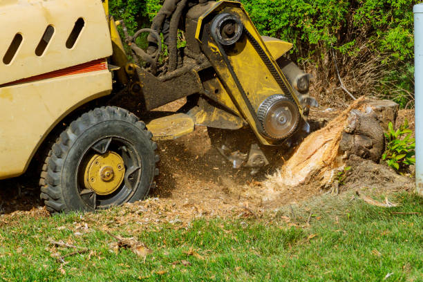 Best Palm Tree Trimming  in Massanutten, VA