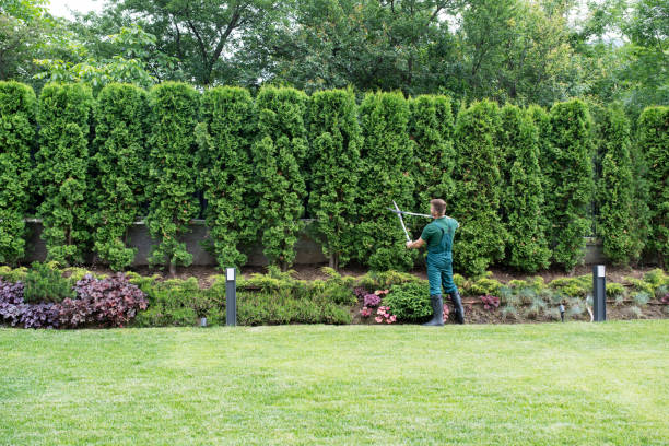 Trusted Massanutten, VA Tree Services Experts