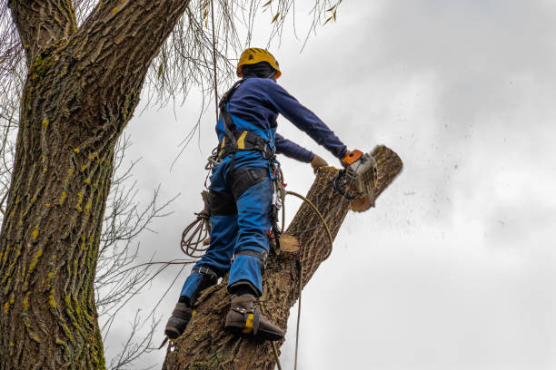  Massanutten, VA Tree Services Pros