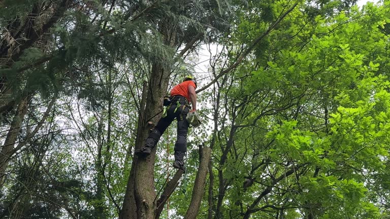 Best Tree Removal  in Massanutten, VA