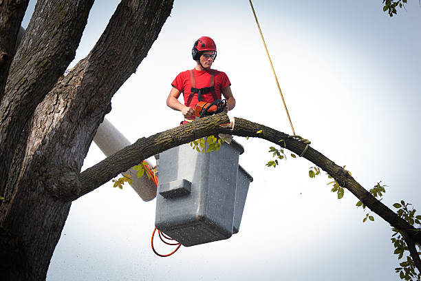 Best Tree Risk Assessment  in Massanutten, VA