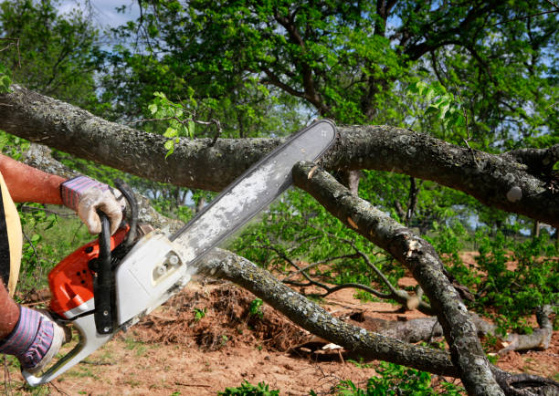 Best Lawn Maintenance Plans  in Massanutten, VA