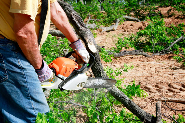 Best Fruit Tree Pruning  in Massanutten, VA